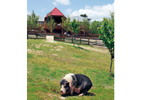 モクモク手づくりファーム